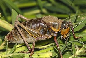 Image result for Cricket Insect