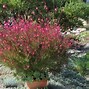 Image result for Gaura lindheimeri Siskyou Pink (r)