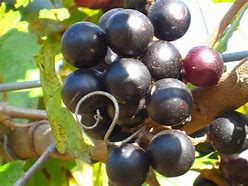 Image result for Muscadine Grape Florida