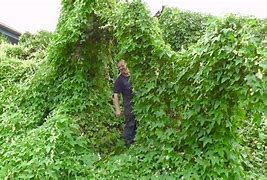 Image result for Vines That Grow in the Wild