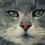 Image result for 1080P Cat Wallpaper