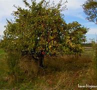 Image result for Wild Apple Tree