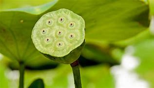 Image result for Lotus Fruit