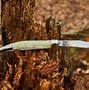 Image result for Old Fixed Blade Knife with Fish On It