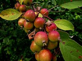 Image result for Carb Apple