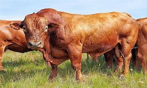 Image result for Rare Beef Cattle Breeds