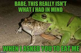 Image result for Funny Frog Memes