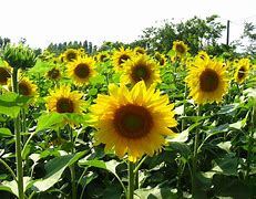 Image result for Sunflower