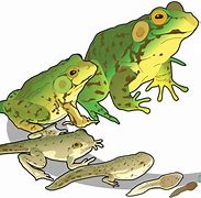 Image result for Pic of Life Cycle of a Frog