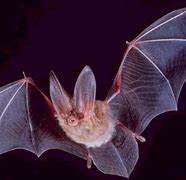 Image result for Common North American Bat Species