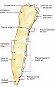 Image result for Notch in Anatomy