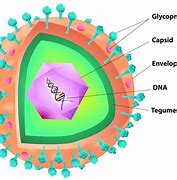 Image result for Virus Anatomy