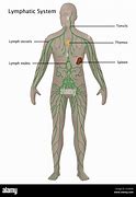 Image result for Lymphatic Vessels and Lymph Nodes