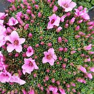 Image result for Saxifraga Your Smile