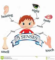 Image result for 5 Senses Book Preschool