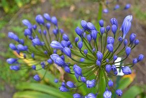 Image result for Agapanthus Flore Pleno