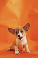 Image result for Corgi Phone Case Stick Out But