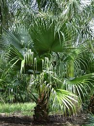 Image result for Best Cold-Hardy Palm Trees