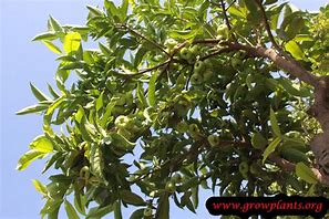 Image result for Water Apple Tree