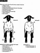 Image result for Excellence a Lamb