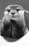 Image result for Otter Funny Images