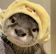 Image result for Happy Meme Baby Otter