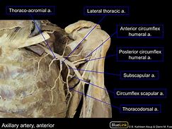 Image result for Thoracic Duct Cadaver