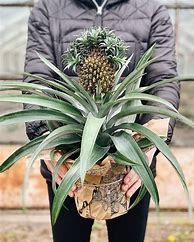 Image result for Pineapple Pine Tree