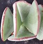 Image result for crassula_arborescens