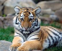 Image result for Baby Tiger vs Cat