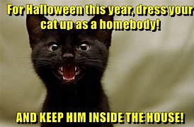 Image result for Old Cat Meme