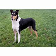 Image result for collie_smooth