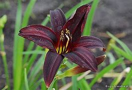 Image result for Hemerocallis Black Emanuelle