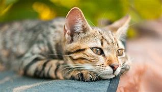 Image result for N/A Male Cat