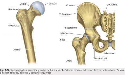 Caracteristicas De Los Huesos Irregulares