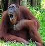 Image result for 1080X1080 Funny Monkey