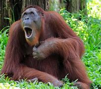 Image result for Laughing Monkey Meme