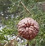 Image result for Eastern Red Cedar Tree Fruit