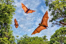 Image result for Fruit Bat On Ground