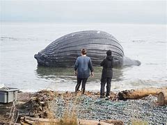 Image result for Whale Bloated Belly Exploding