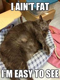 Image result for Fat Cat Memes Funny