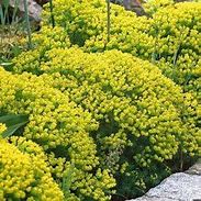 Image result for Euphorbia cyparissias Clarice Howard