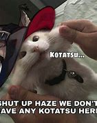Image result for Kurnai Cat Meme