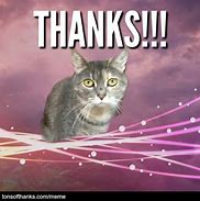 Image result for Grumpy Cat Thank You