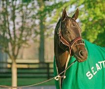 Image result for Seattle Slew Horse as Baby
