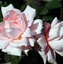 Image result for New Zealand Hybrid Tea Rose