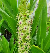 Image result for Eucomis comosa