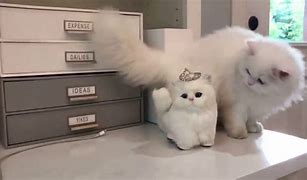 Image result for Funny Fat Fluffy Cats