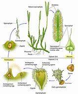 Image result for Parts of a Moss