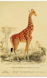 Image result for Vintage Animal Prints